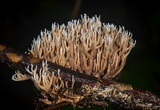 Lentaria pinicola image