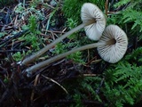 Entoloma cetratum image