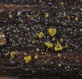 Neodasyscypha cerina image