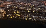 Neodasyscypha cerina image