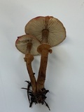 Cystoderma fallax image