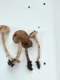 Inocephalus cystomarginatus image