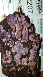 Punctularia atropurpurascens image