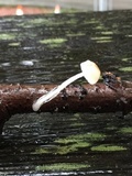 Roridomyces roridus image