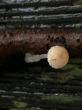 Roridomyces roridus image