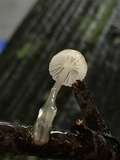 Roridomyces roridus image