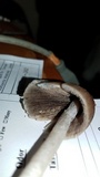 Psathyrella longipes image