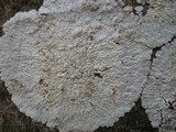 Diploicia canescens image