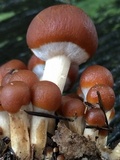Psathyrella piluliformis image