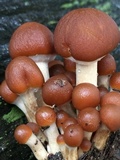 Psathyrella piluliformis image