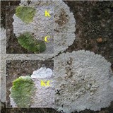 Diploicia canescens image