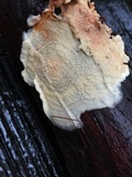 Phlebia radiata image