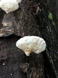 Cheimonophyllum candidissimum image