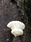 Cheimonophyllum candidissimum image