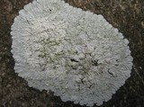 Diploicia canescens image