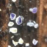 Dasyscyphella nivea image