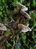 Micromphale arbuticola image
