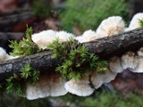 Stereum striatum image