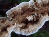 Stereum striatum image