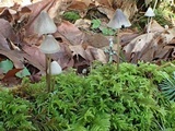 Mycena parabolica image