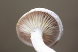 Cantharellula umbonata image