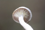 Cantharellula umbonata image