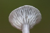 Cantharellula umbonata image
