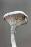 Cantharellula umbonata image