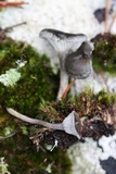 Cantharellula umbonata image