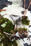 Cantharellula umbonata image