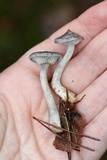 Cantharellula umbonata image