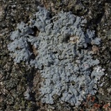 Myelochroa aurulenta image