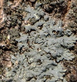 Myelochroa aurulenta image
