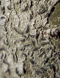 Graphis scripta image
