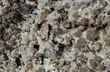 Parmelia saxatilis image