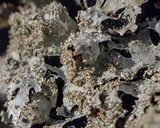 Parmelia saxatilis image