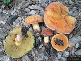 Boletus queletii image