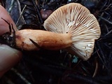 Lactarius subviscidus image