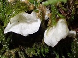 Rimbachia bryophila image