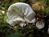 Rimbachia bryophila image