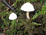 Inocybe whitei image