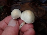 Inocybe whitei image