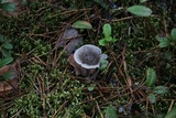 Cantharellula umbonata image