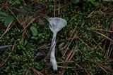 Cantharellula umbonata image