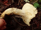 Tricholoma leucophyllum image