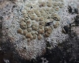 Lecanora strobilina image