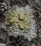 Lecanora strobilina image
