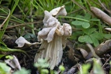 Helvella crispa image