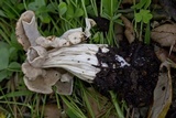 Helvella crispa image