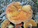 Boletus queletii image